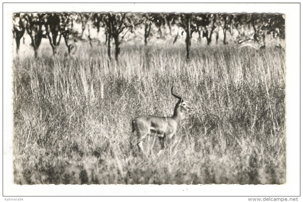 République  Du  NIGER  /   LA  FAUNE  ( Du WATERBUCK )  :  COB  MÂLE  /  Collection  MOUREN , Niamey - Niger