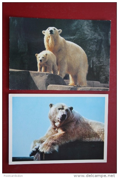 Polar Bear  - 2 Postcards Lot - PC - 1980s - Beren