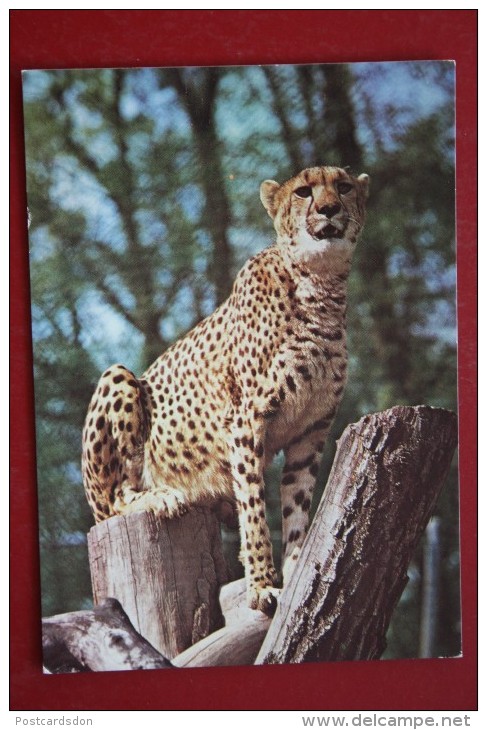 Cheetah  - Bratislava -  Old PC 1980s - Tigres