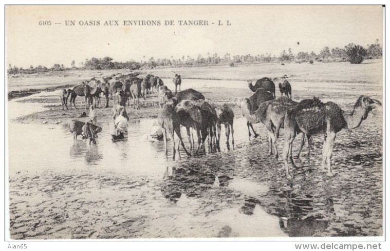 Tanger Morocco, Camels At Oasis Desert Scene, C1900s/10s Vintage Postcard - Tanger