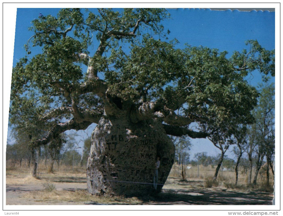 (615) Australia - Boab Tree - Árboles