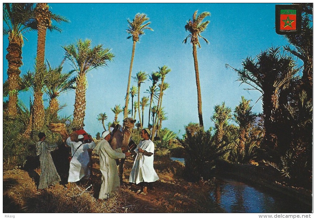 Typical   Morocco.  Camels In An Oasis  # 04829 - Other & Unclassified