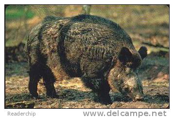 GERMANY A19/02 Animal: Pig - Wildschwein - A + AD-Serie : Pubblicitarie Della Telecom Tedesca AG