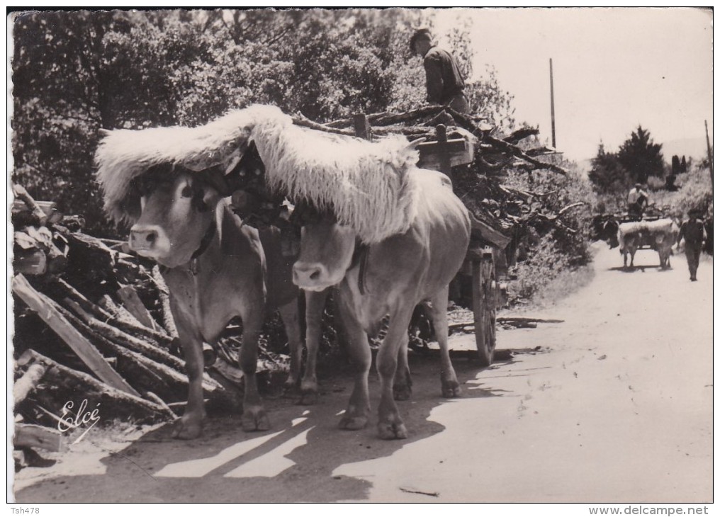 64----PAYS BASQUE----attelage Basque----voir 2 Scans - Other & Unclassified