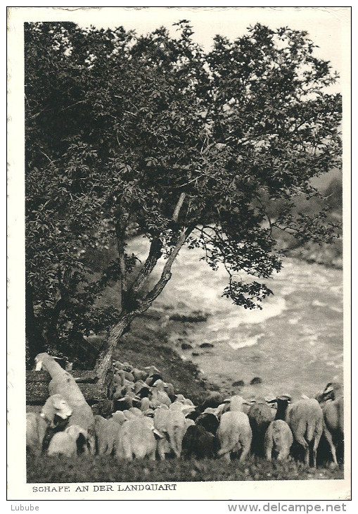 Schafe An Der Landquart  (Heimatkarte)             1930 - Landquart