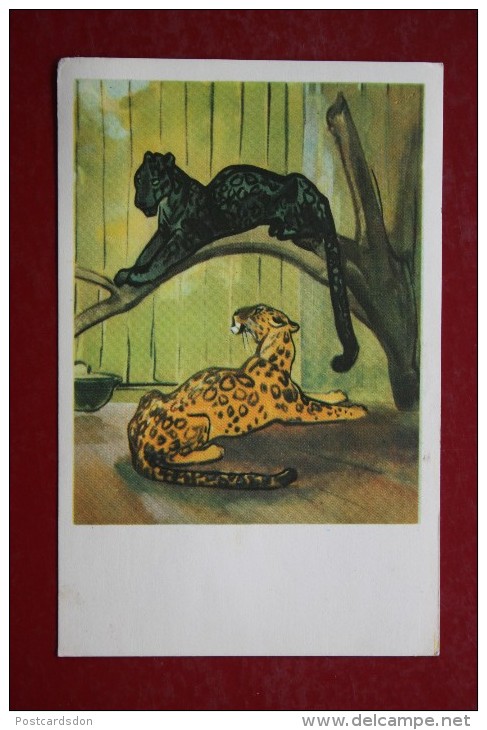 Old USSR Postcard. STROGANOVA. Jaguar . 1969 - Tiger