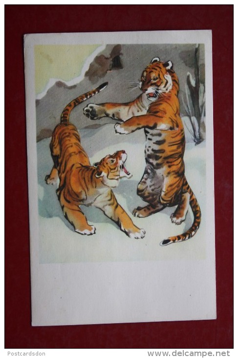 Old USSR Postcard. STROGANOVA. Tiger. 1969 - Tigers