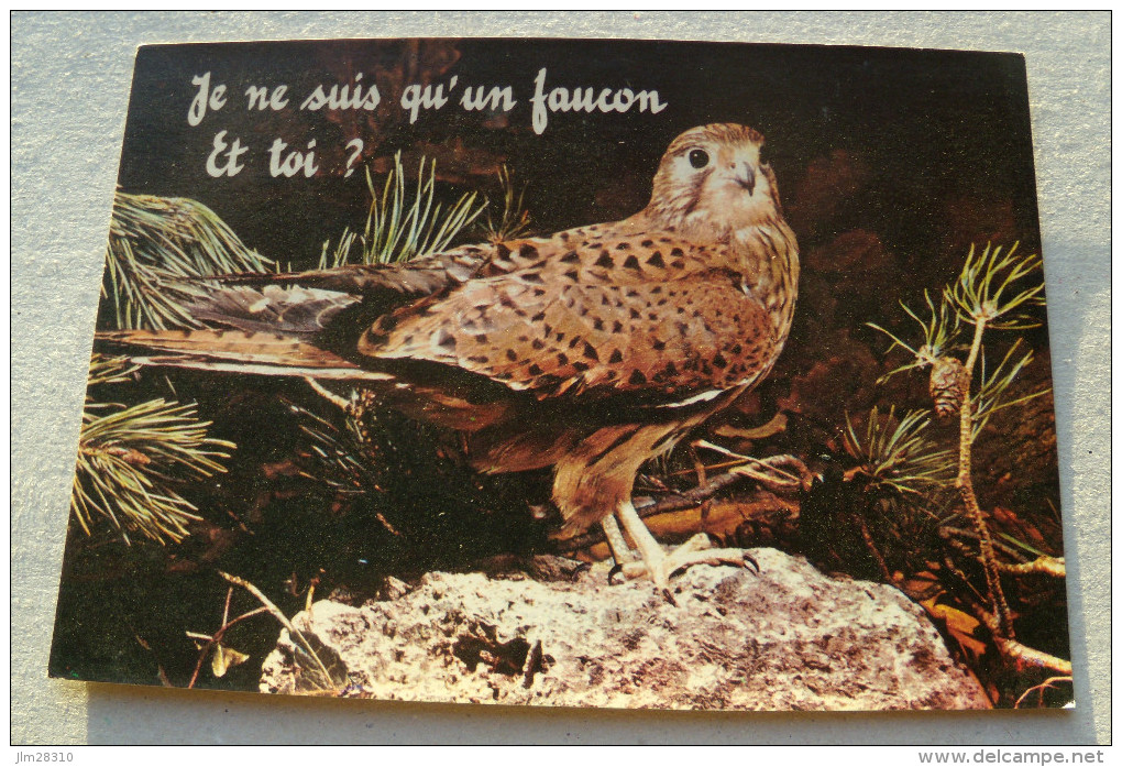 Je Suis Qu´un Faucon. Et Toi ? - Vögel