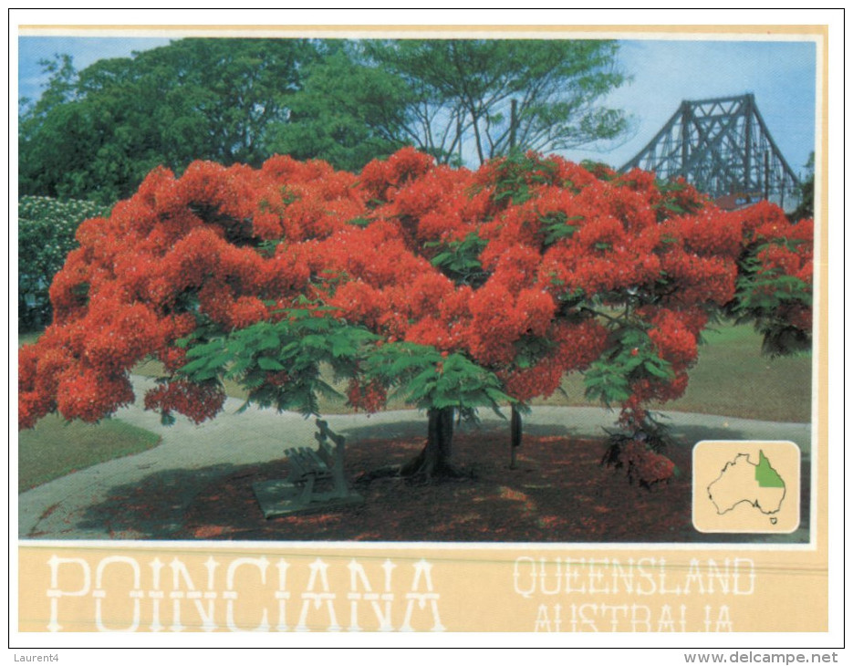 (432) Australia - Poinciana Tree - Arbres