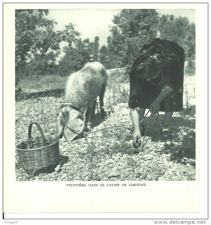 PHOTO Limogne Truffes Cochon Truffier  Recherche De La Truffe Truffière Quercy Champignon - Autres & Non Classés