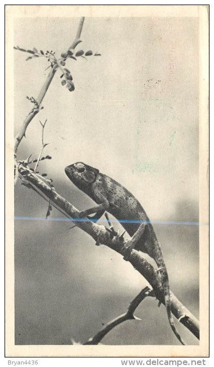 SIERRA LEONE - COURRIER VOYAGE -1953 - CARTE POSTALE - " CAMELEON" - Voir 2 Scans. - Sierra Leone (1961-...)