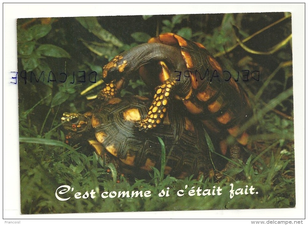 Couple De Tortues. Humour. "C'est Comme Si C'était Fait.". Collection Orion - Tartarughe