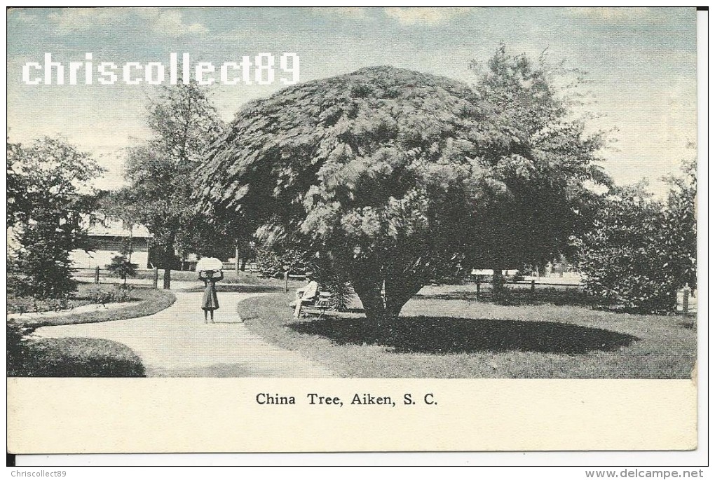 Carte Postale : China Tree , Aiken - Aiken