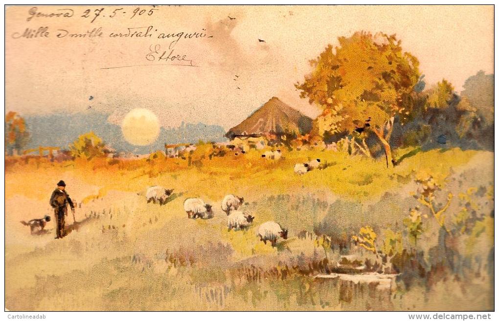 [DC4951] CARTOLINA - CAMPAGNA - PASTORE - GREGGE DI PECORE - Viaggiata 1905 - Old Postcard - Allevamenti