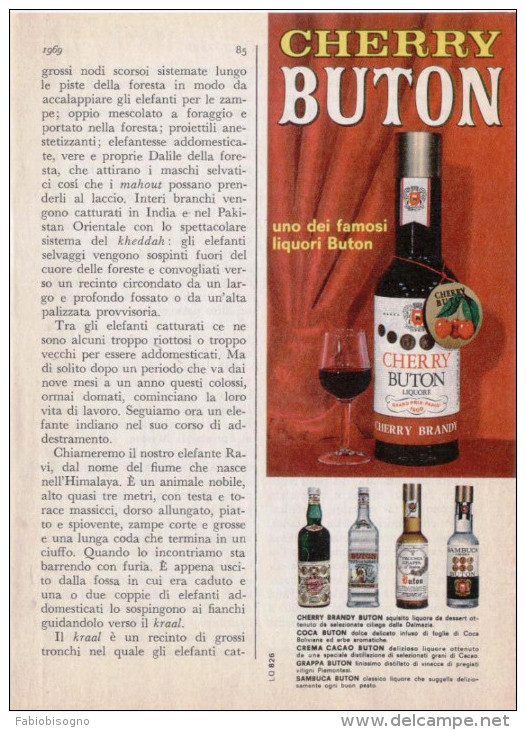 1969 - BUTON (sambuca Grappa Cherry)  -  3  P.  Pubblicità Cm. 13 X 18 - Alcoolici