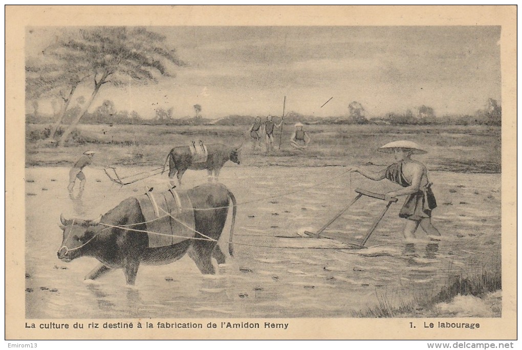 Leuven Culture Du Riz Destiné A La Fabrication De L'amidon Remy N°1 Le Labourage PUB - Leuven