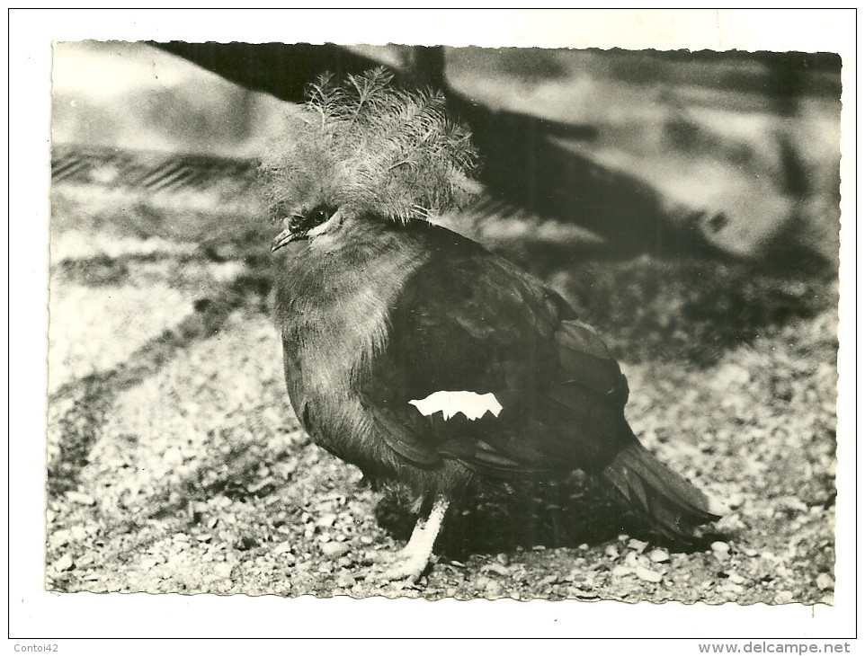 CARTE POSTALE OISEAUX GOURA COURONNE  BIRDS ANIMAUX FAUNE PUBLICITE MEDECINE - Vögel