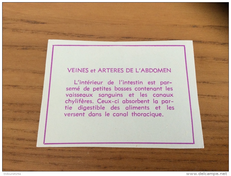 Chromo (Image Scolaire) "VEINES ET ARTÈRES DE L'ABDOMEN" (Corps Humain) - Autres & Non Classés