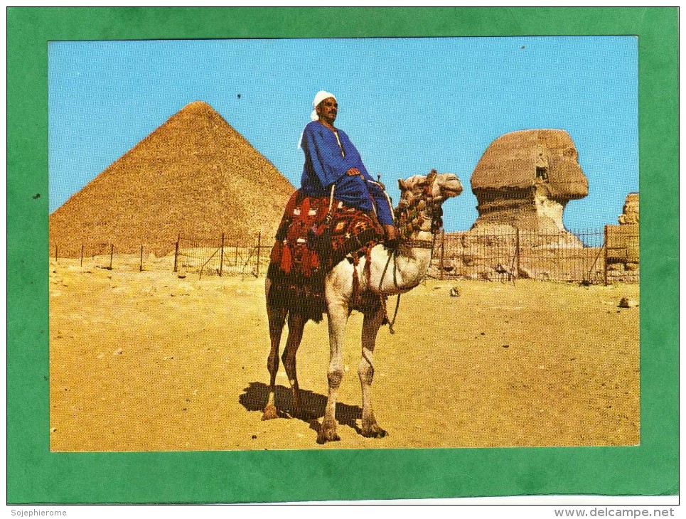 Giza Camel Driver Near The Sphinx And Pyramid Of Khufu Cheops Gizeh Chamelier Près Du Sphinx Et Pyramide De Khéops - Gizeh