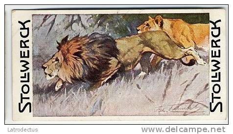 Stollwerck - Règne Animal – 9.1 (FR) – Lion, Felis Leo, Panthera, Leeuw  - Stollwerck