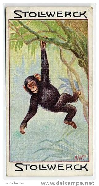 Stollwerck - Règne Animal – 8.1 (FR) – Chimpanzé, Pan, Chimpanzee, Chimpansee - Stollwerck