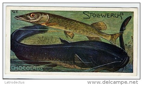 Stollwerck - Règne Animal – 22.2 (FR) – Le Brochet, L'Anguille Et Le Silure - Stollwerck