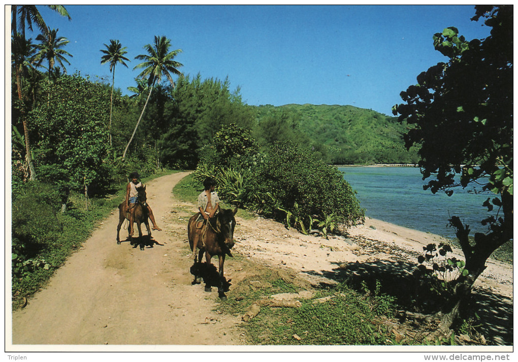 Tubuai - Chevaux - French Polynesia