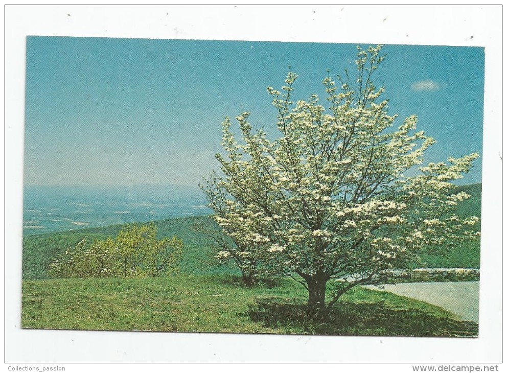 Cp , ARBRE , Dogwood In The Blue Ridge Mountains , Photo : E. Smith , Vierge , Ed : Valley Views - Arbres