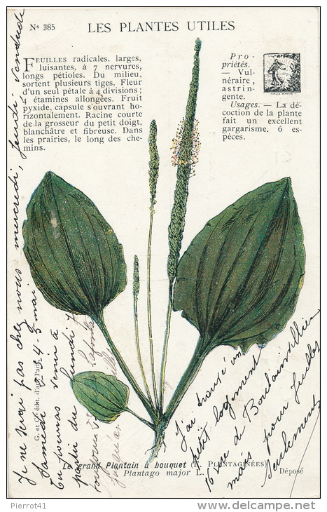 PLANTES MEDICINALES - Le Grand Plantain à Bouquet - Medicinal Plants