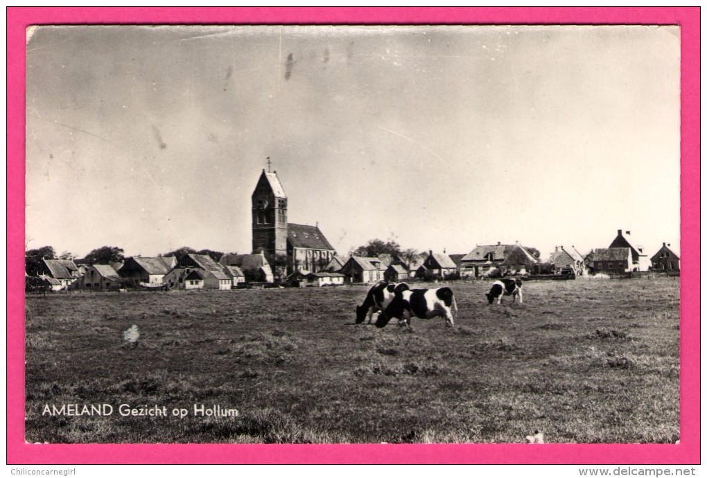 Ameland - Gezicht Op Hollum - Vaches - HET ARENDSNEST - Cachet " Leeuwarden " - Ameland