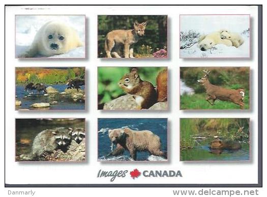 CP CANADA :  Animaux Du  Canada - Cartes Modernes