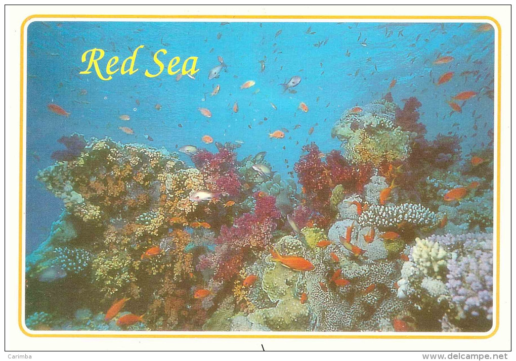 5 VAL.CART. COLAR GARDEN RED SEA EGITTO - Sharm El Sheikh