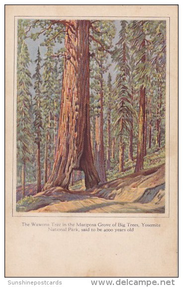 The Wawona Tree In The Mariposa Grove Of Big Trees Yosemite National Park California - Yosemite