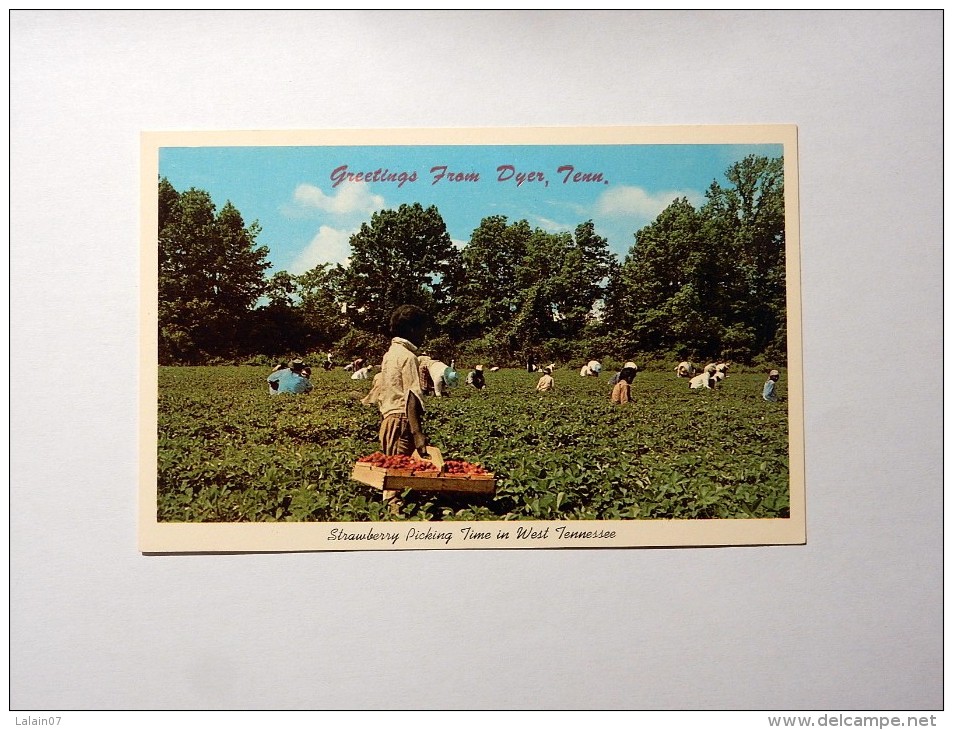 Carte Postale Ancienne : Greetings  From DYER, Tennessee : Strawberry Picking Time In West Tennessee - Autres & Non Classés