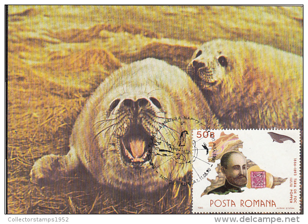 29336- ANTARCTIC WILDLIFE, HARBOUR SEAL, PENGUINS, MAXIMUM CARD, 1990 , ROMANIA - Antarctic Wildlife