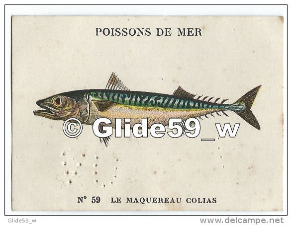 Image Chocolat CASINO - Série Poissons De Mer - N° 59 - Le Maquereau Colias - Autres & Non Classés