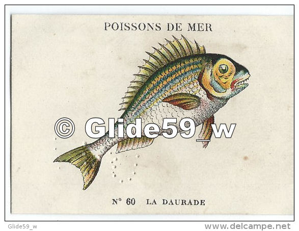 Image Chocolat CASINO - Série Poissons De Mer - N° 60 - La Daurade - Autres & Non Classés