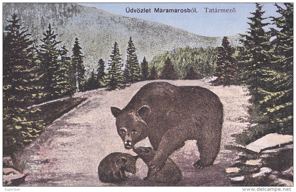 JASINA [ FRASIN In TRANSCARPATHIA ] TATÁRMEZÖ : OURS / BEAR And CUBS - MAILED In 1928 - RARE !!! (s-870) - Oekraïne