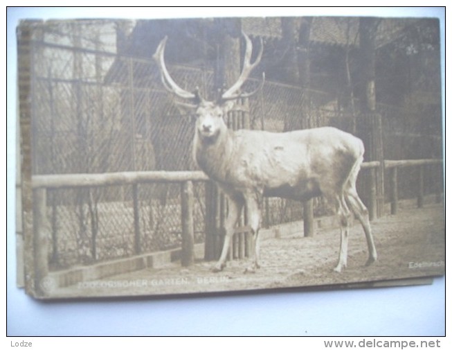 Duitsland Deutschland Berlijn Berlin Zoo Alt Edelhirsch Red Deer - Dierentuin