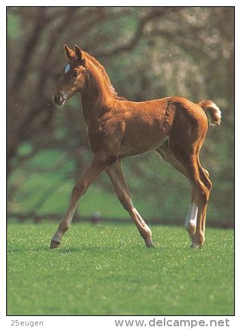 HORSES / PFERDE / CHEVAUX /  POSTCARD UNUSED  ( H  1689 ) - Pferde