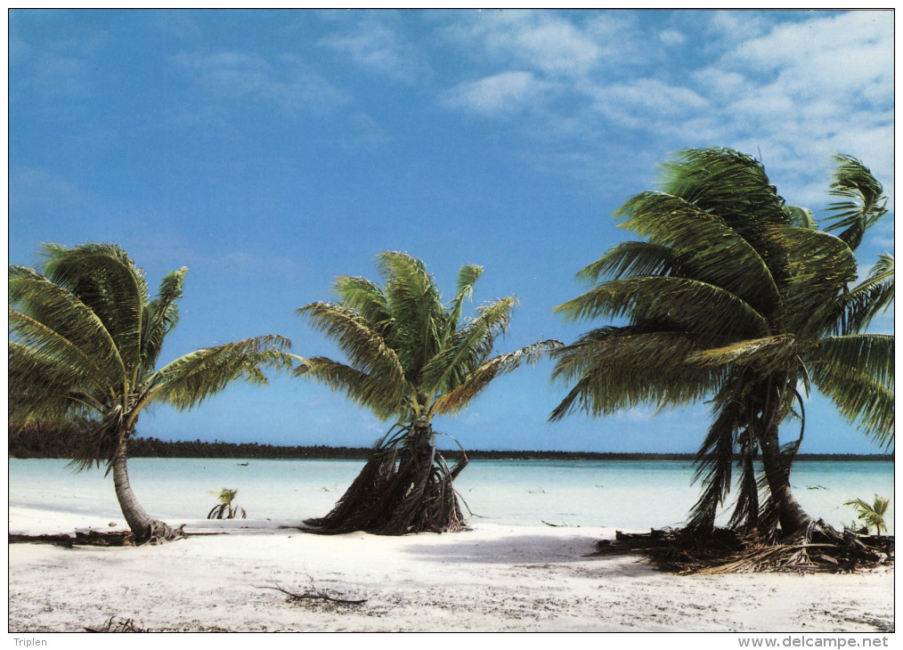 Tahiti - Paysage Typique Des Atolls - Polynésie Française