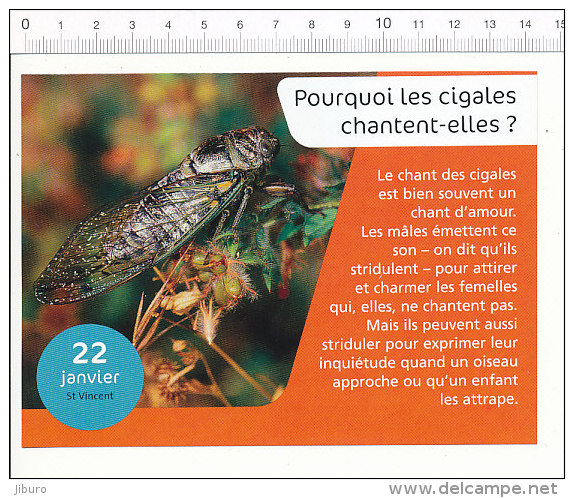 2 Scans / Humour Que Veut Dire Le Mot Judo - Sport / Cigale - Insecte Animal /  BIM 172/8 - Altri & Non Classificati