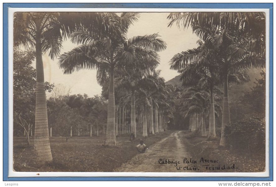 Amérique  - ANTILLES -- Trinidad --  Cabbage Palm Avenue - Trinidad