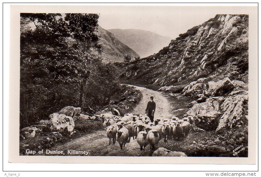 REF 232 CPA Gap Of Dunkee Killarney Berger Avec Moutons - Autres & Non Classés