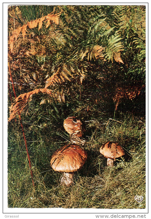 CPSM CHAMPIGNONS LES CEPES BELLE PROMENADE DANS LA NATURE ED APA POUX AS PP 600 - Mushrooms