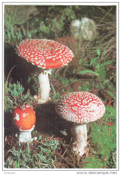 CPSM CHAMPIGNON FLIEGENPILZE FOTO GERHARD KALDEN - Champignons