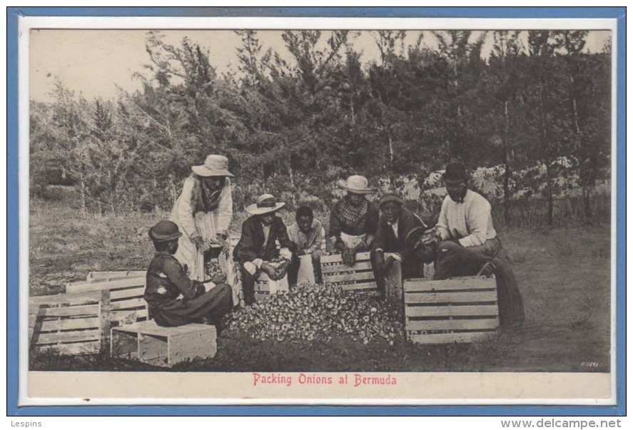 AMERIQUE --  ANTILLES  - BERMUDES --  Packing Onions At Bermuda - Bermuda