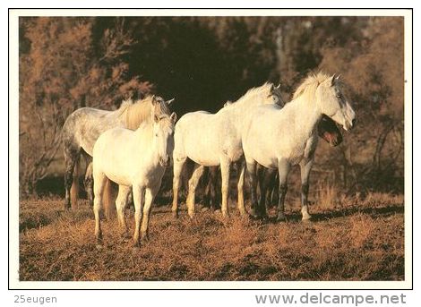 HORSES / PFERDE / CHEVAUX /  POSTCARD UNUSED  ( H  1754 ) - Pferde