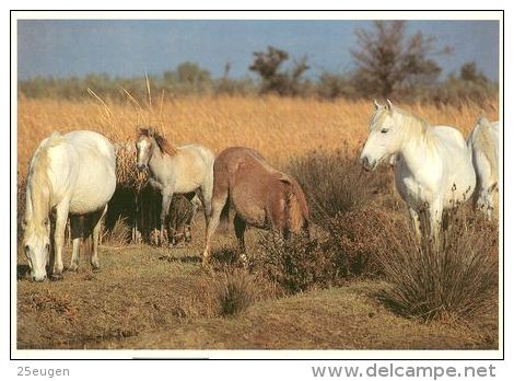 HORSES / PFERDE / CHEVAUX /  POSTCARD UNUSED  ( H  1756 ) - Pferde