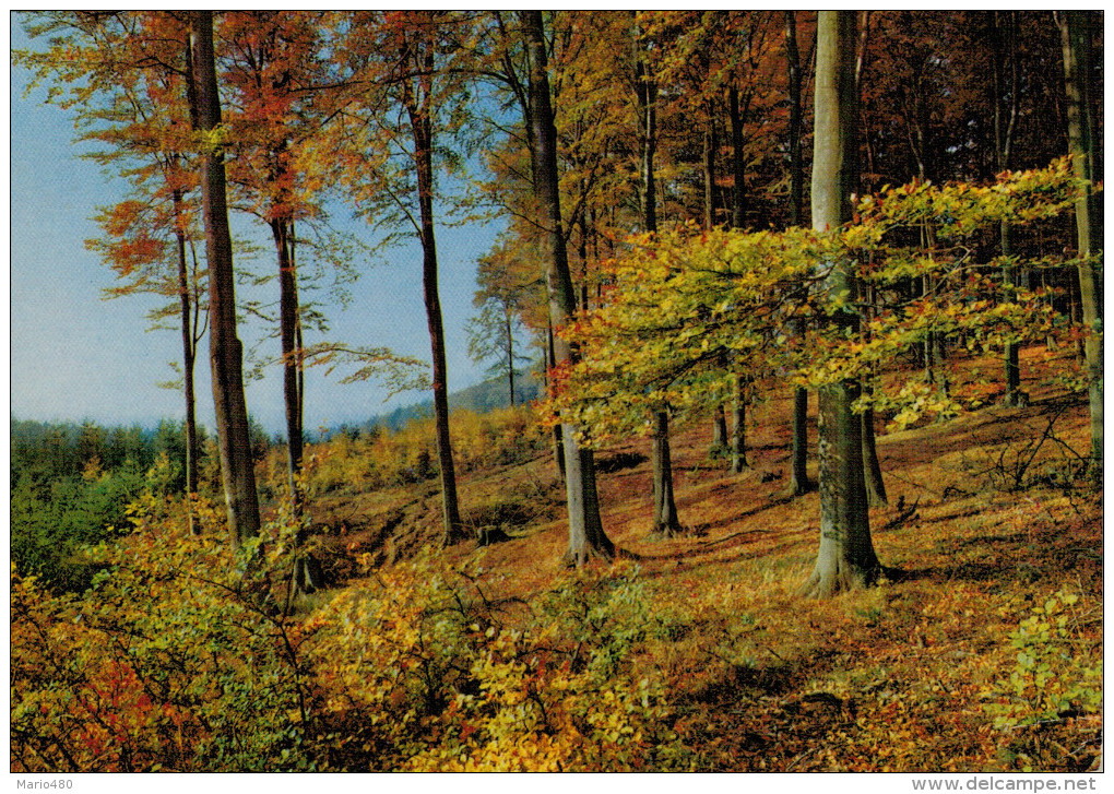 PAESAGGIO  DI UNA FORESTA  IN  GERMANIA       (VIAGGIATA) - Arbres